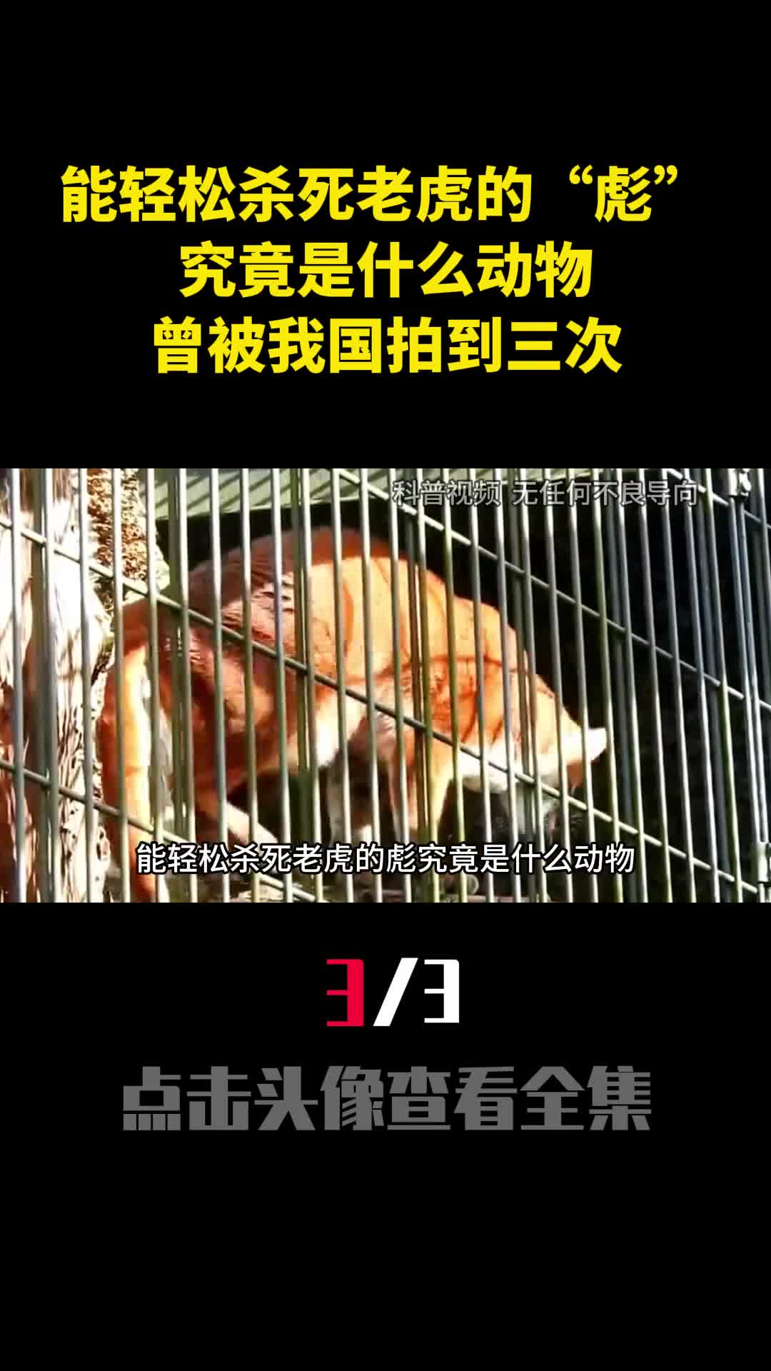 能轻松杀死老虎的彪究竟是什么动物曾被我国拍到三次3