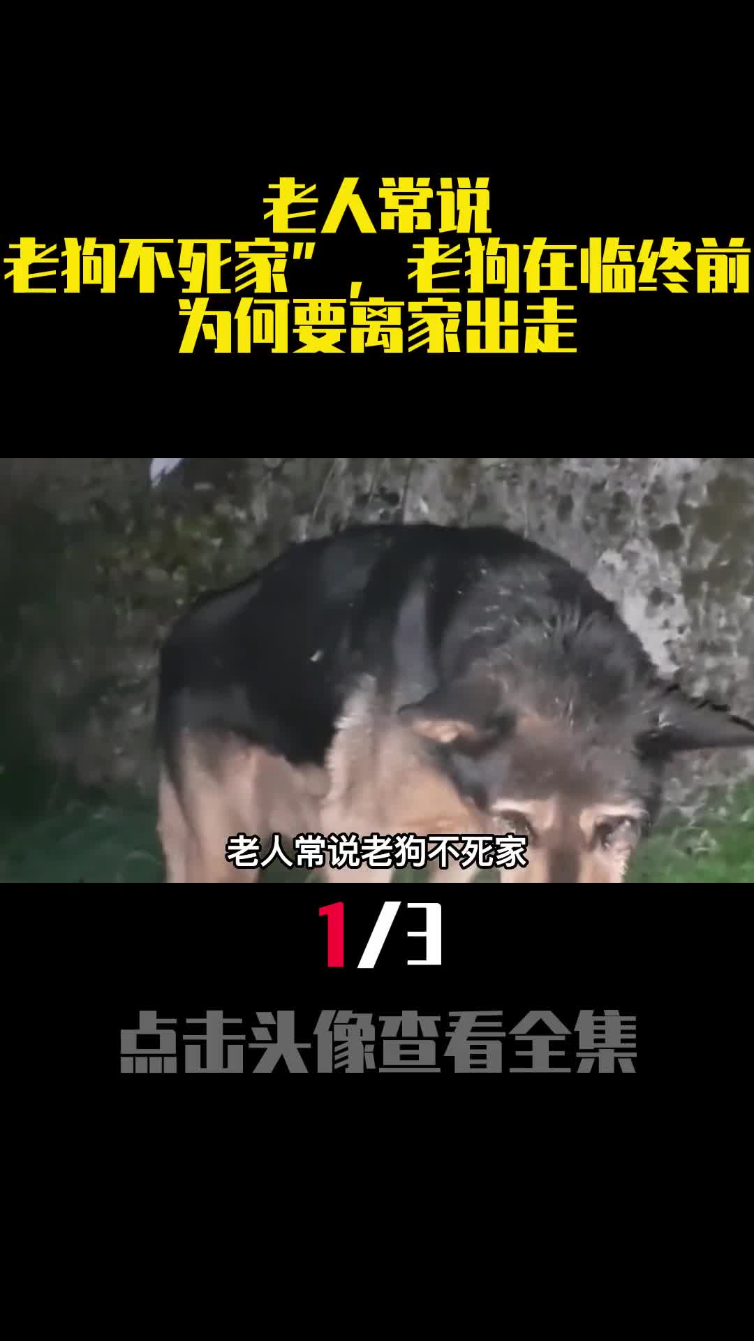 老人常说老狗不死家老狗在临终前为何要离家出走1