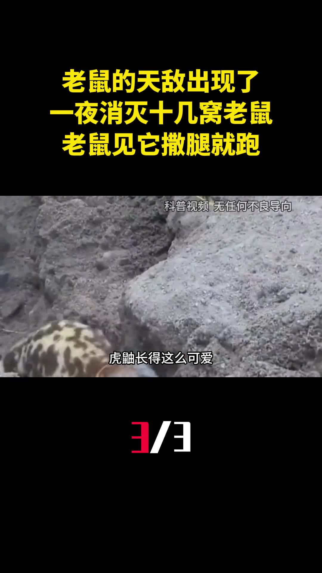 老鼠的天敌出现了一夜消灭十几窝老鼠老鼠见它撒腿就跑3