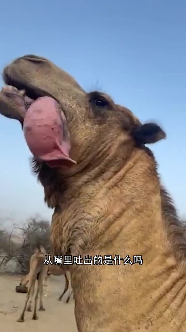 你知道骆驼从嘴里吐出来的是什么吗