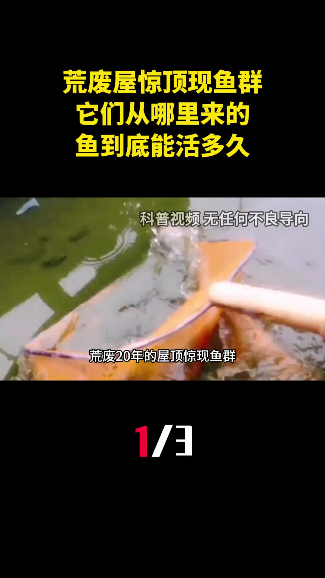 荒废20年的屋顶惊现鱼群它们从哪里来的鱼到底能活多久1