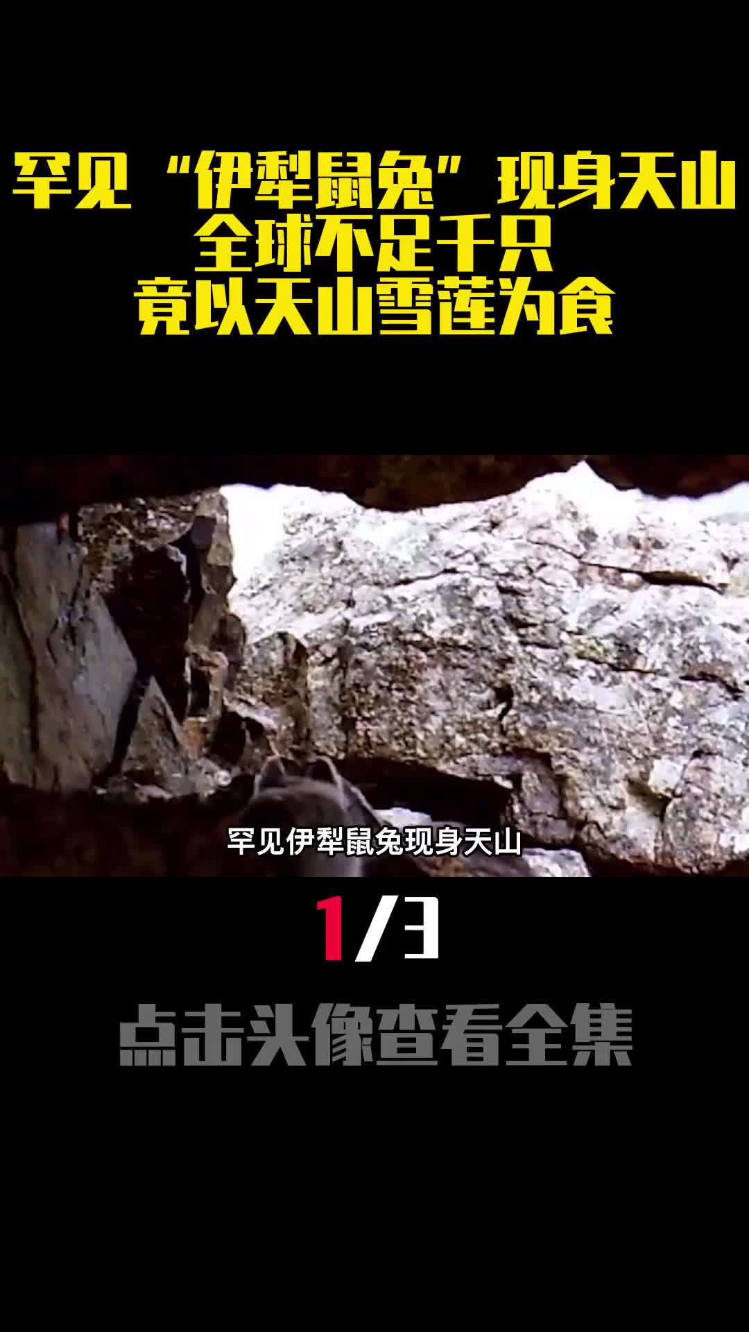 罕见伊犁鼠兔现身天山全球不足千只竟以天山雪莲为食1