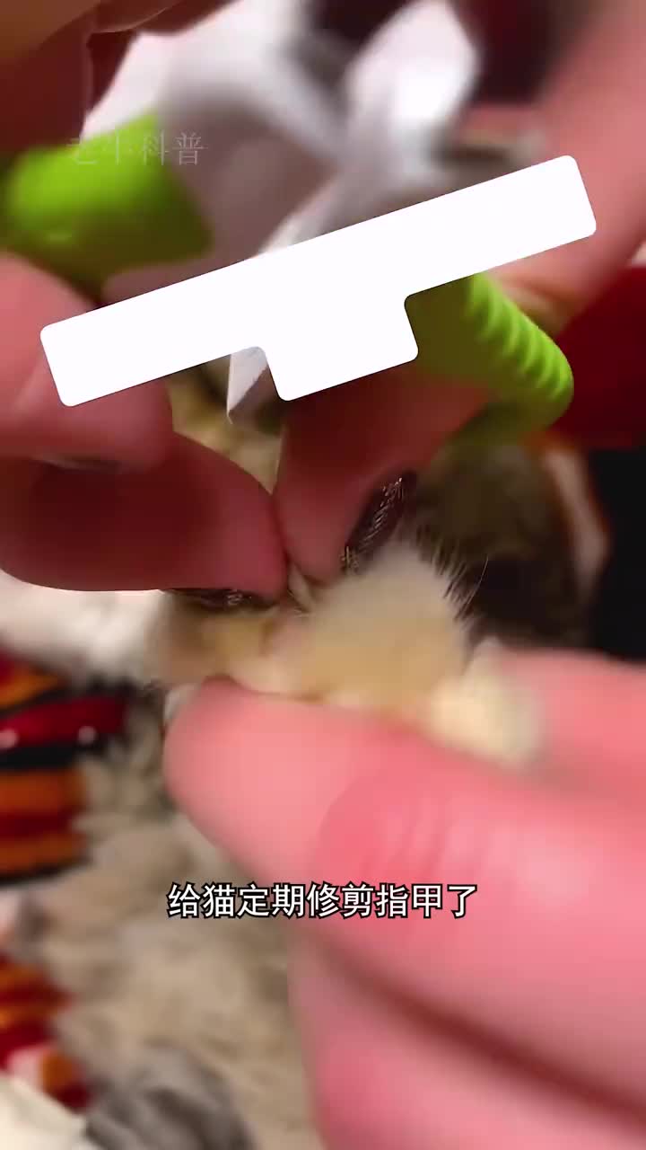 为什么要给猫定期修剪指甲