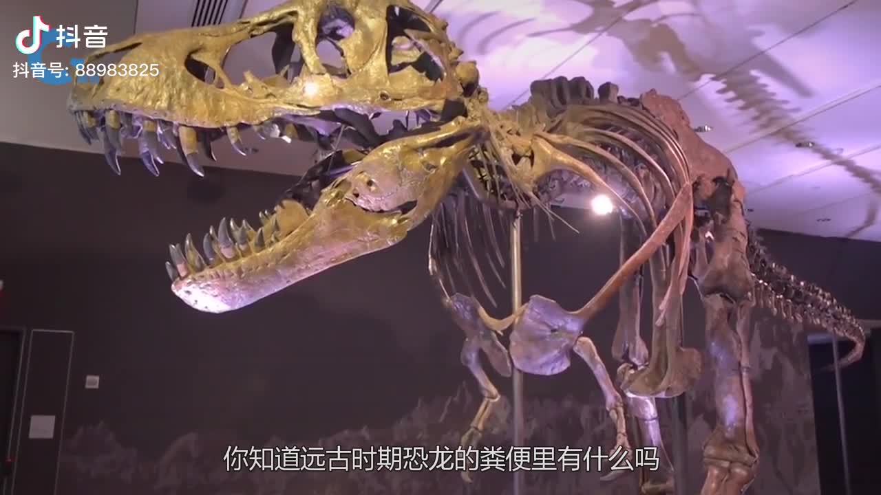 6500万年前的恐龙粪便里有什么土豪亲测切开后竟拿回家当摆件