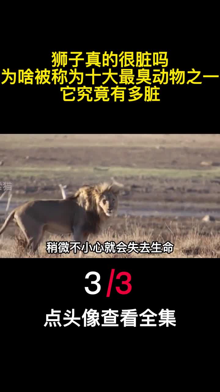 狮子真的很脏吗为啥被称为十大最臭动物之一它究竟有多脏3