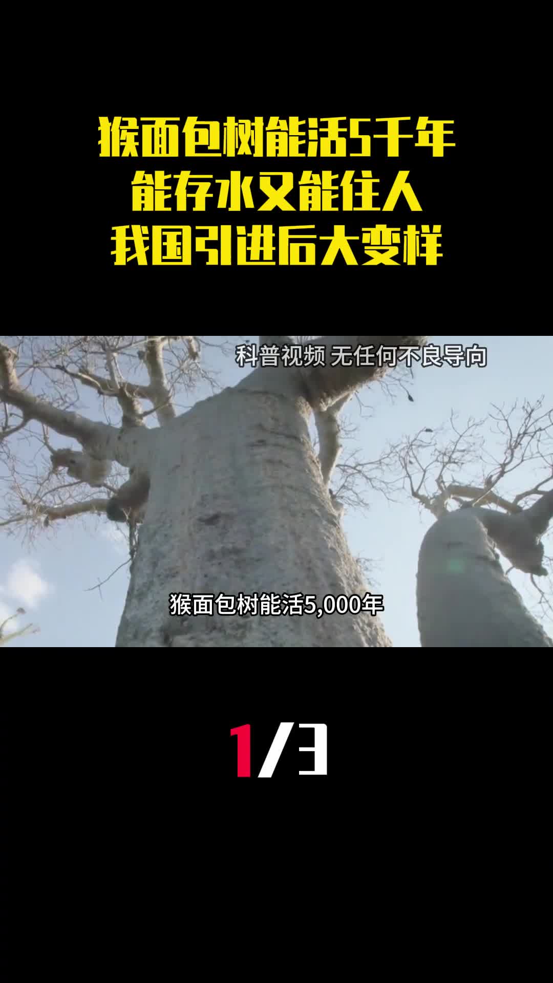 猴面包树能活5千年能存水又能住人我国引进后为什么大变样1