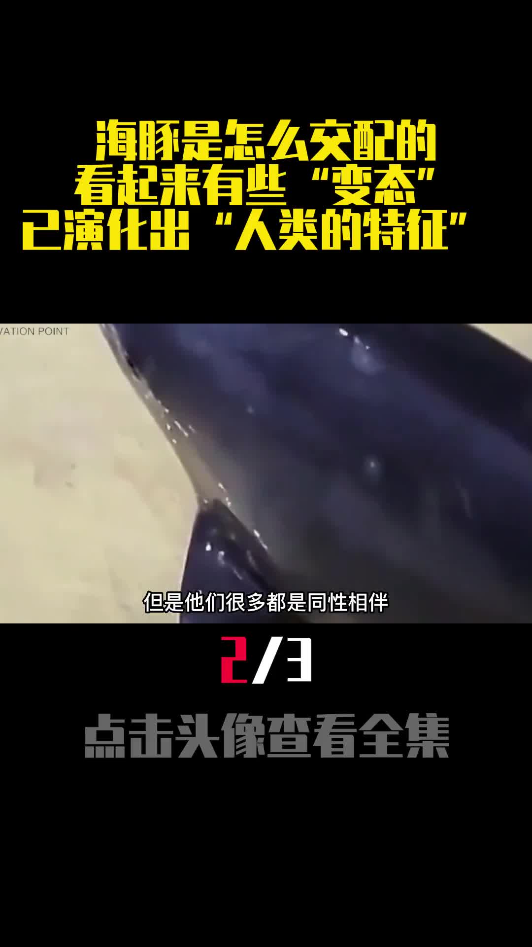 海豚是怎么交配的看起来有些变态已演化出人类的特征
