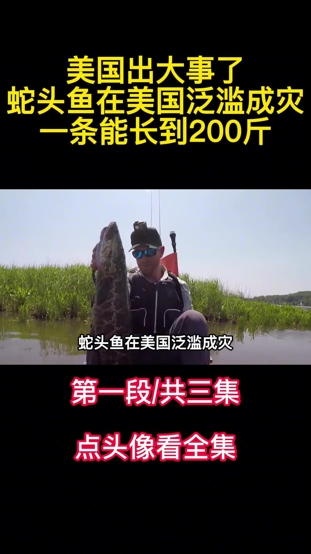 美国出大事了蛇头鱼在美国泛滥成灾一条能长到200斤1