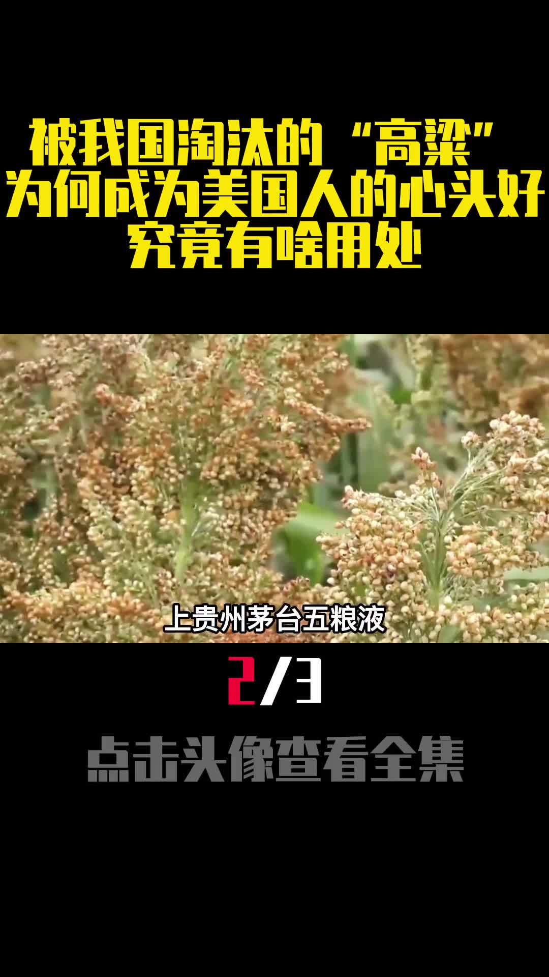 被我国淘汰的高粱为何成为美国人的心头好究竟有啥用处2