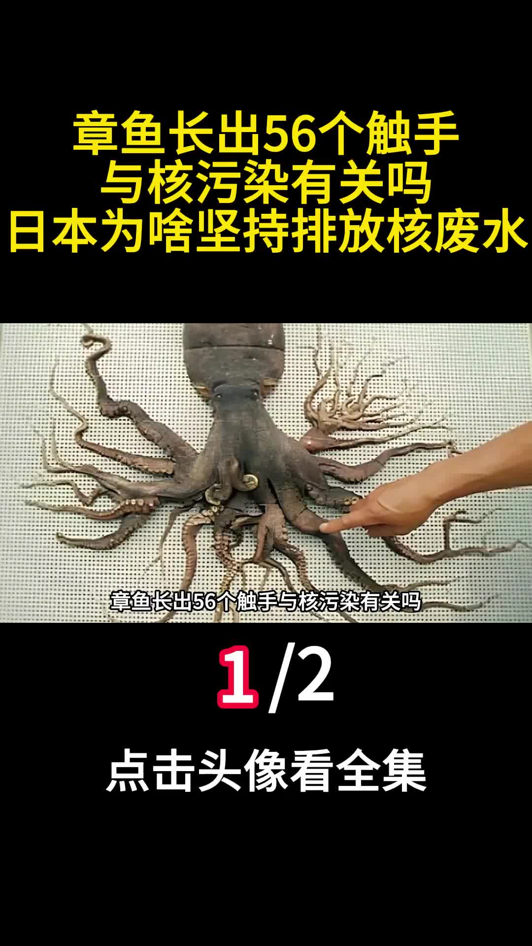 章鱼长出56个触手与核污染有关吗日本为啥坚持排放核废水1