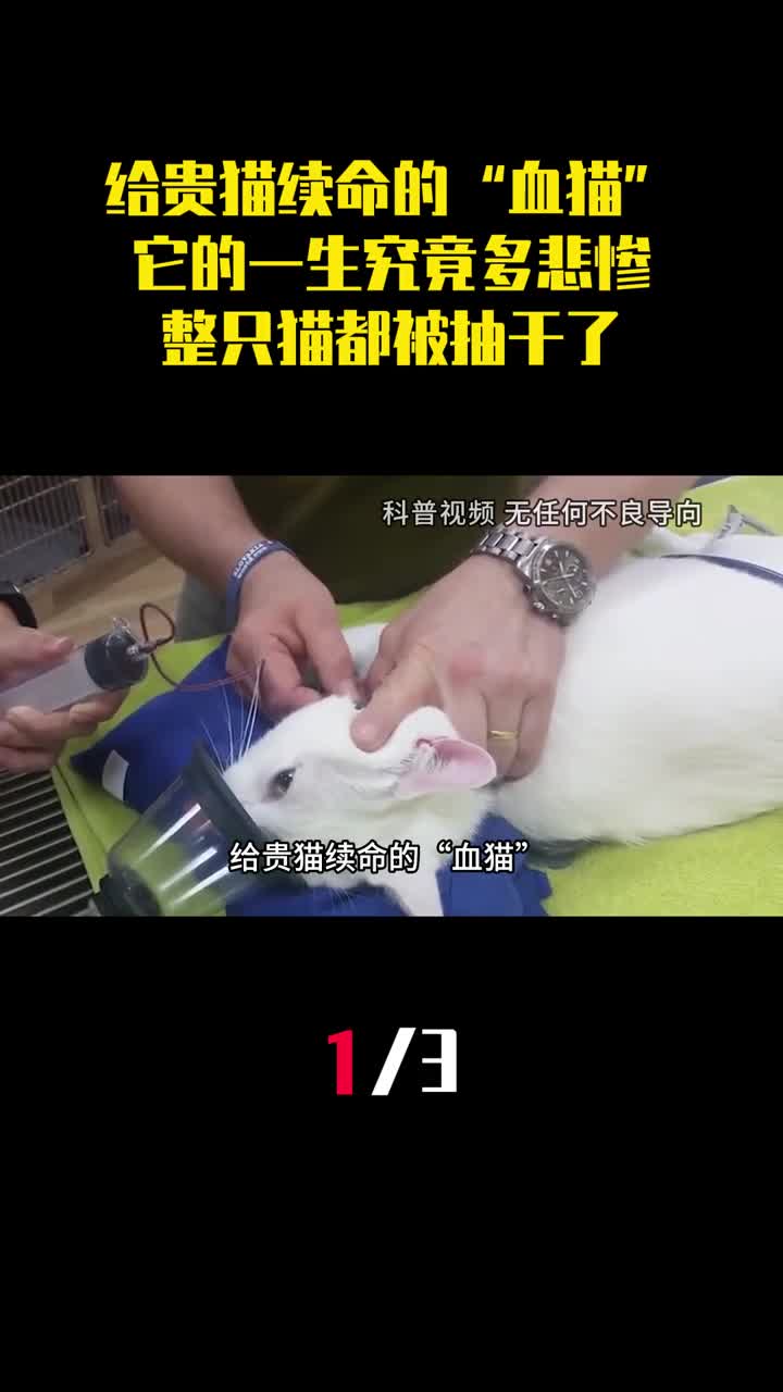 给贵猫续命的血猫它的一生究竟多悲惨整只猫都被抽干了1