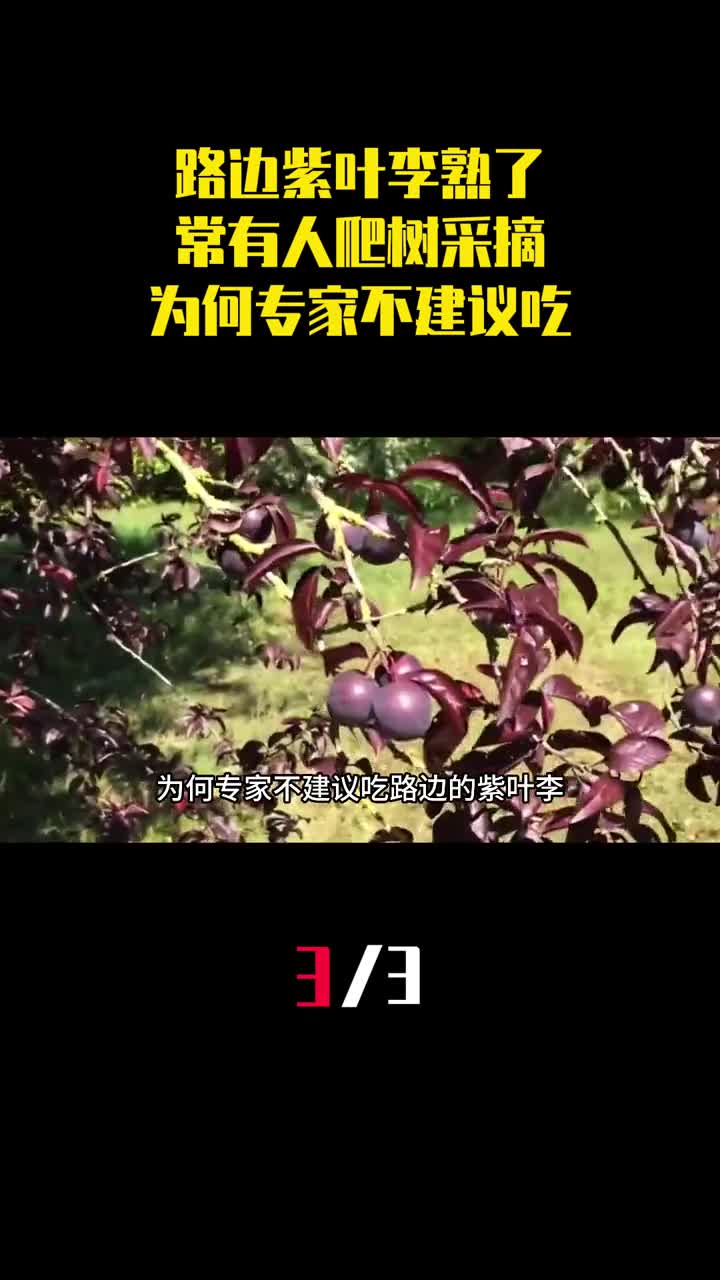 路边的紫叶李又熟了常有人爬树采摘为何专家不建议吃3