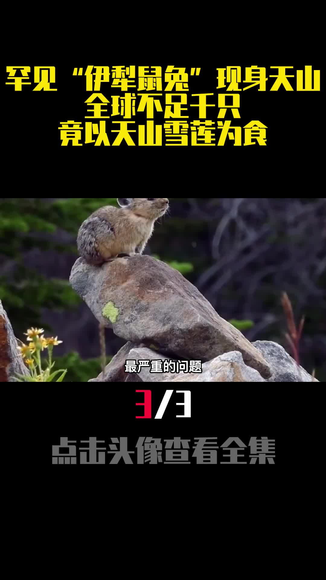 罕见伊犁鼠兔现身天山全球不足千只竟以天山雪莲为食3