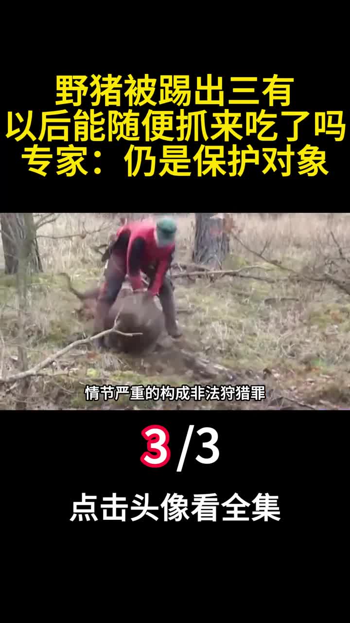 野猪被踢出三有以后能随便抓来吃了吗专家仍是保护对象三