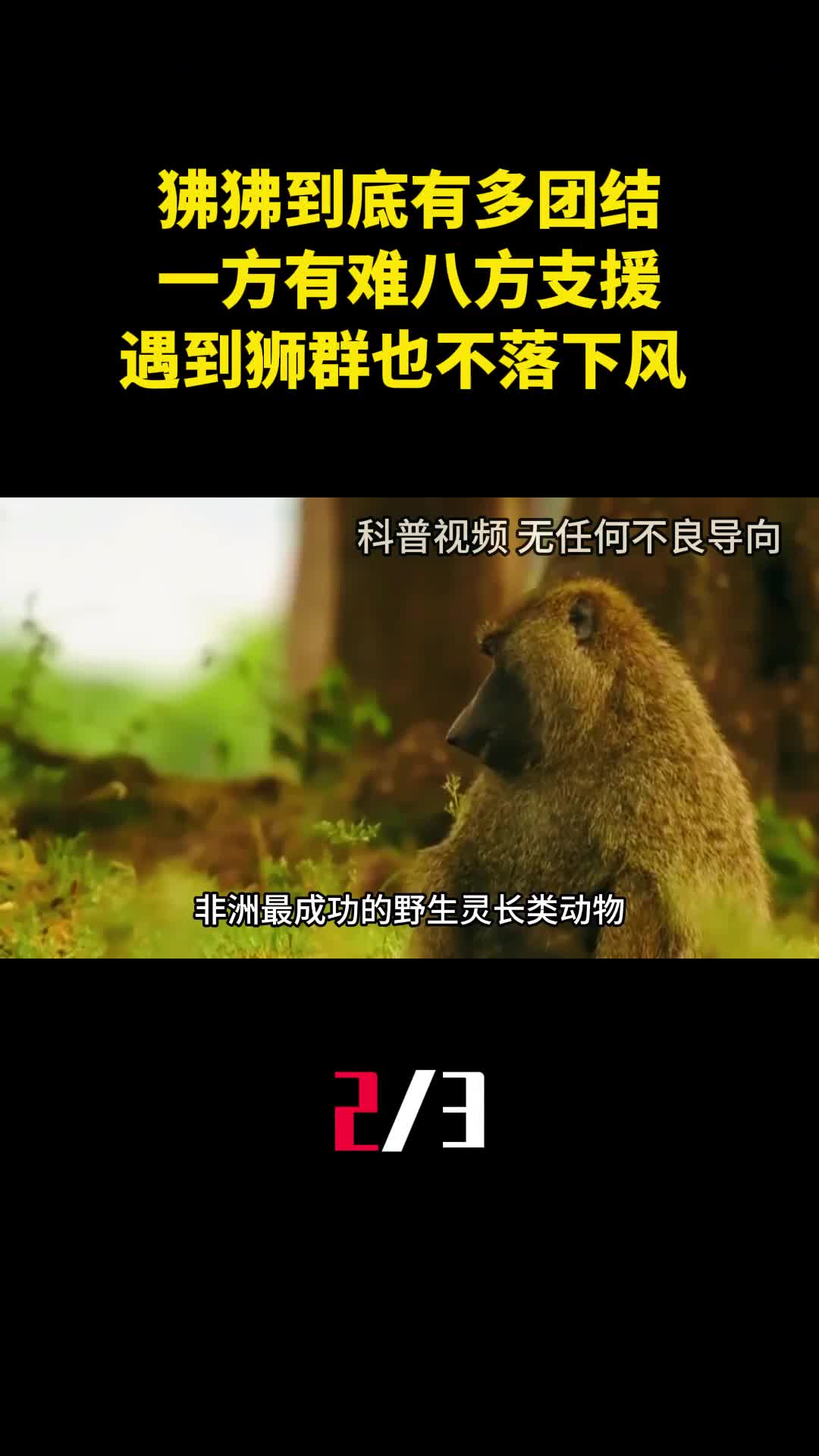 狒狒到底有多团结一方有难八方支援遇到狮群也毫不落下风2