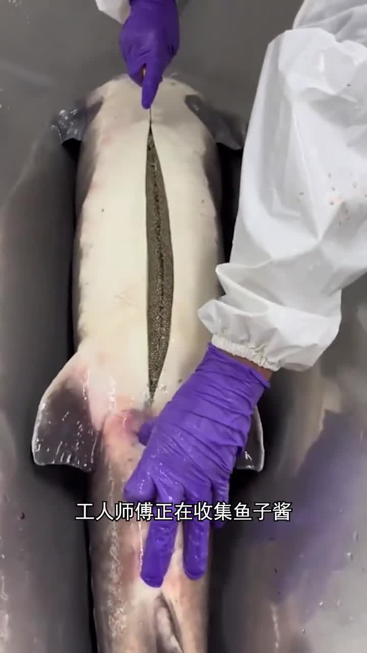 为什么鱼子酱价格不同