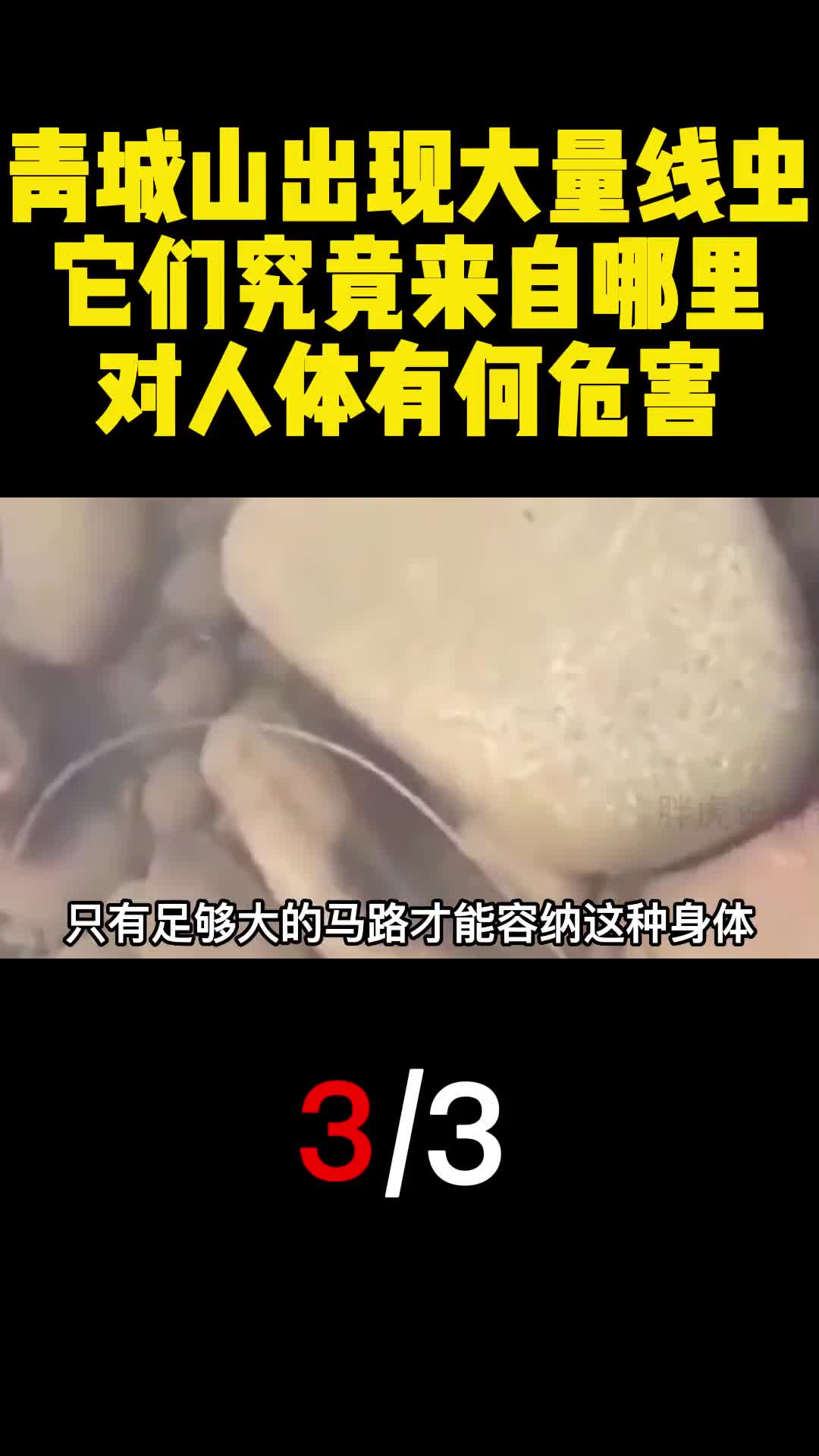 青城山出现大量线虫它们究竟来自哪里对人体有何危害3