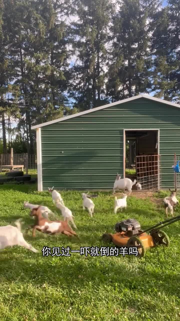 一吓就晕倒的羊