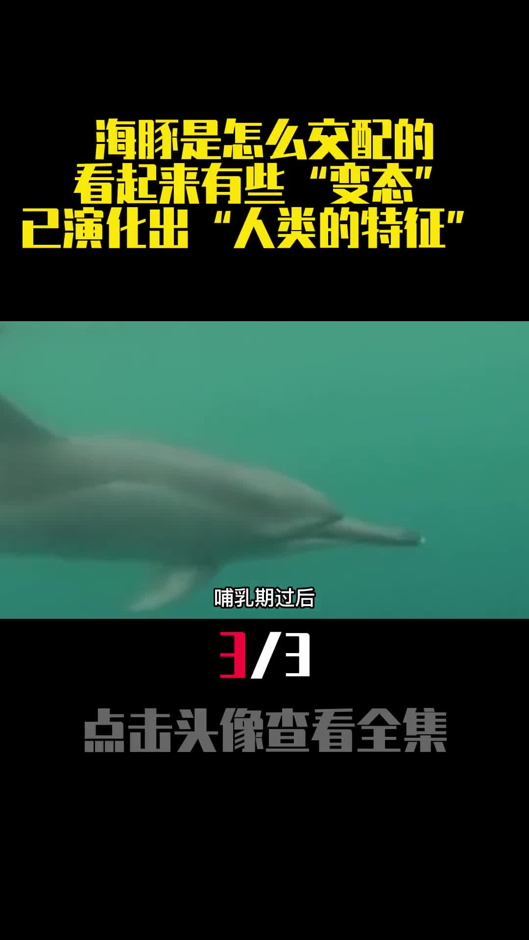 海豚是怎么交配的看起来有些变态已演化出人类的特征