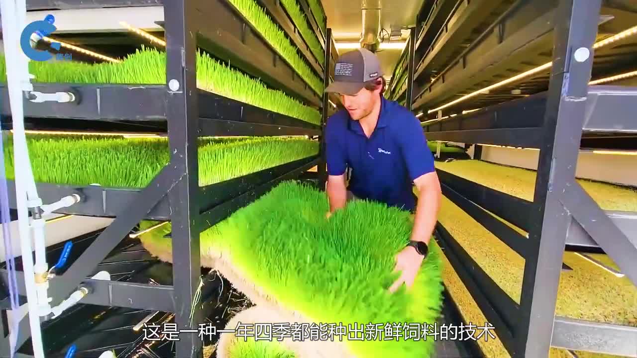 不可思议的水培饲料技术无论春夏秋冬都能种植出新鲜饲料
