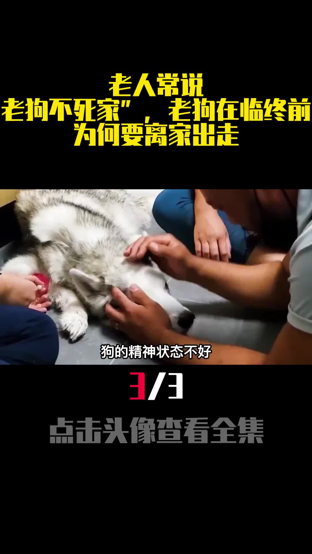 老人常说老狗不死家老狗在临终前为何要离家出走3
