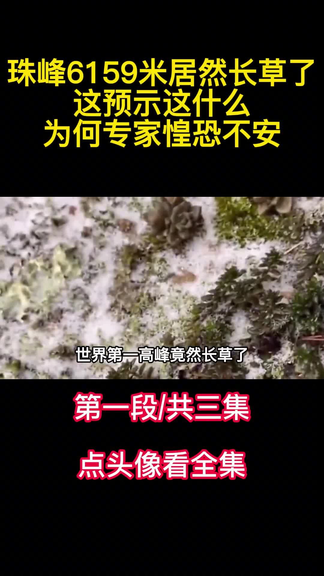 珠峰6159米居然长草了这预示这什么为何专家惶恐不安1