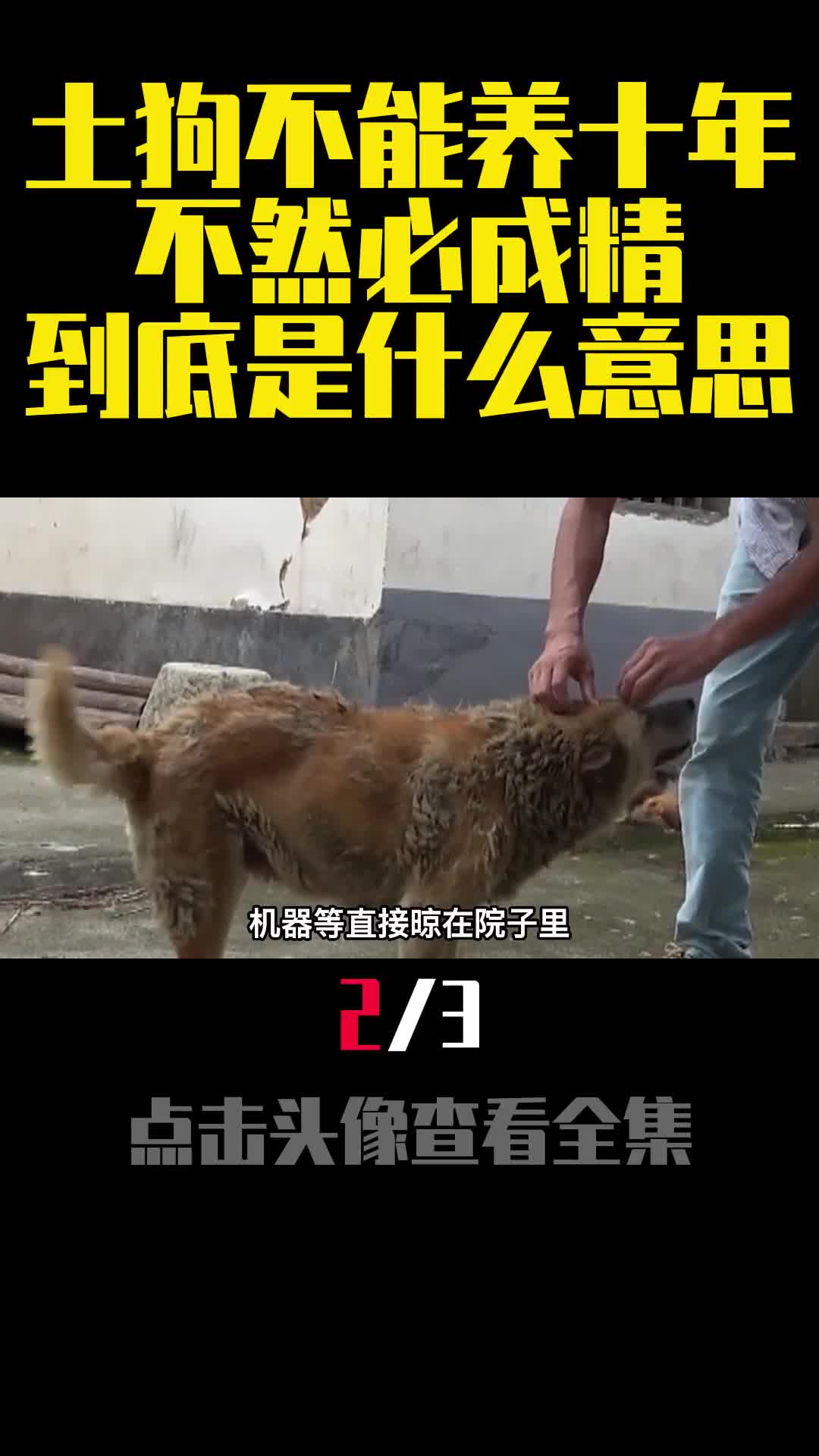 老话说土狗不能养十年不然必成精到底是什么意思2