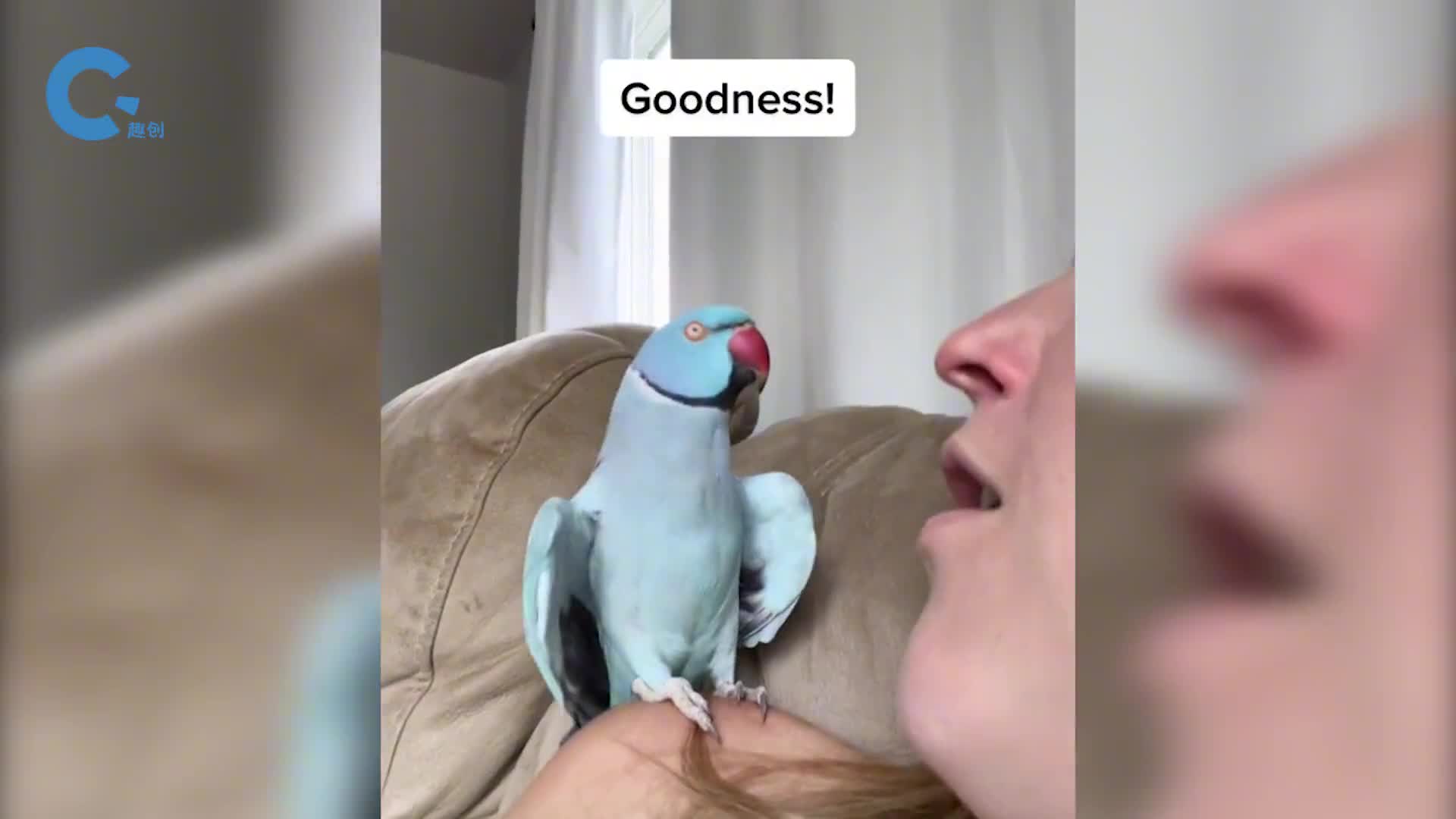 会唱歌的鹦鹉你有见过吗鹦鹉会说话原理是什么