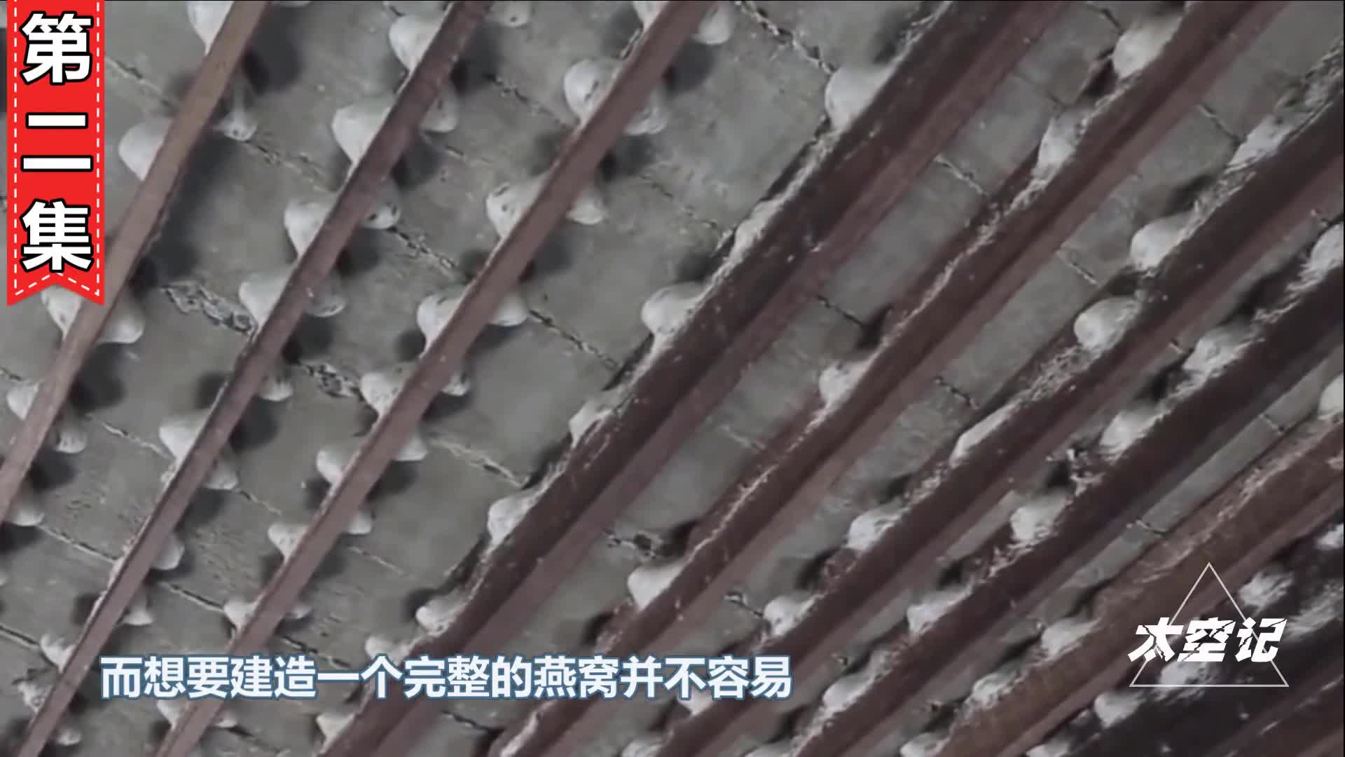 燕窝是怎么形成的燕子口水了解一下