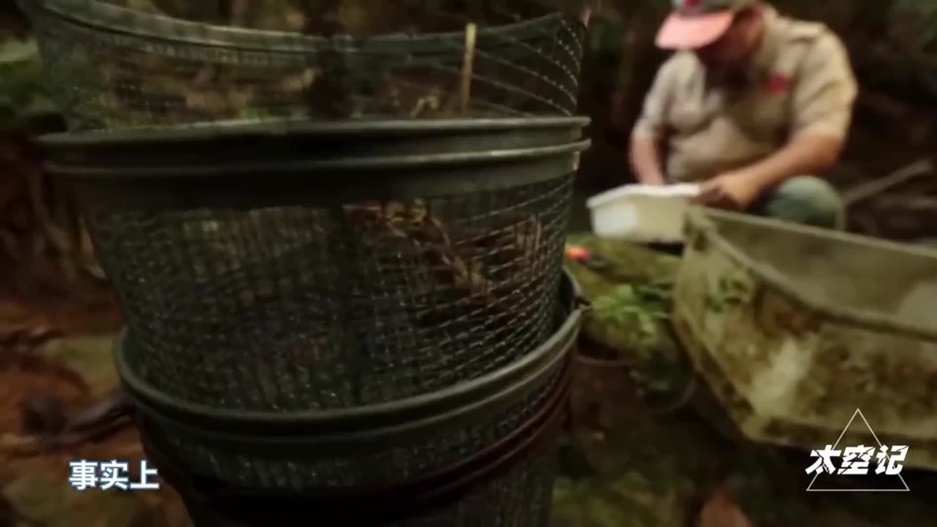 人类发现一种煮不熟的虾在海底水温超过450度的火山口生活