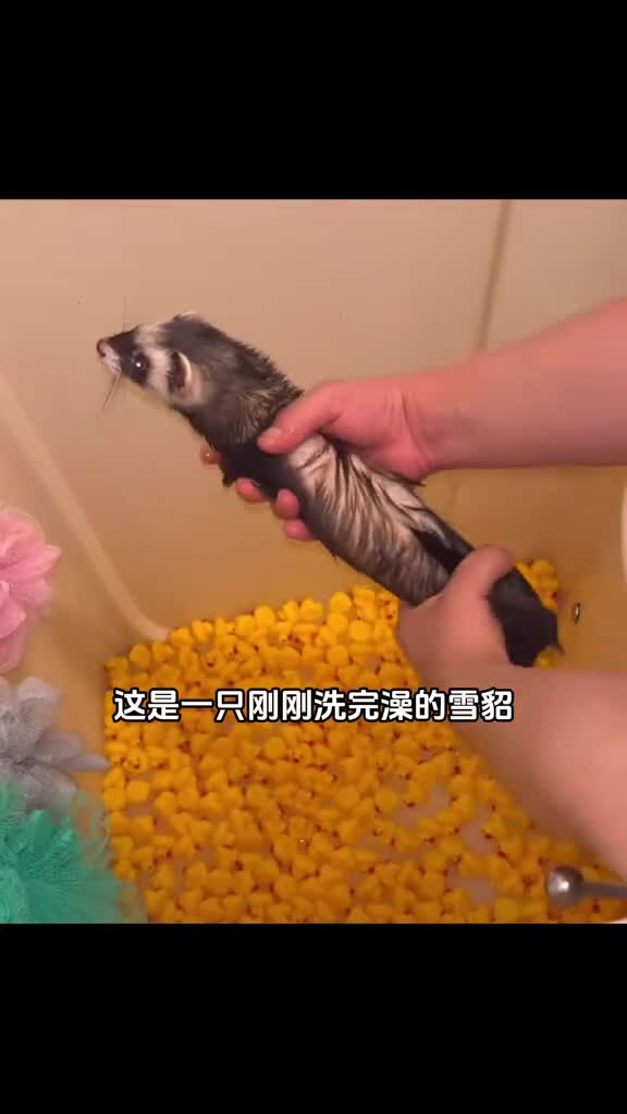 刚洗完澡的雪貂像毛巾一样直接拧干