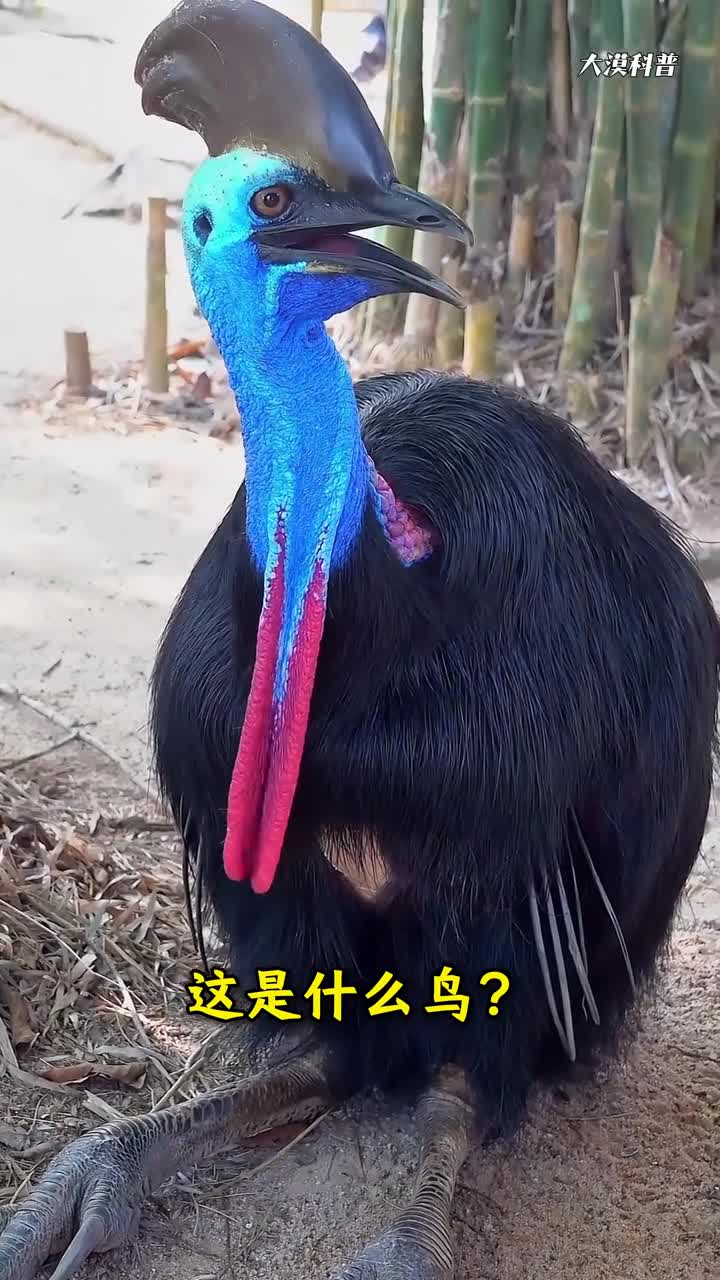 精心收集十三种诡异鸟叫声你听过几种