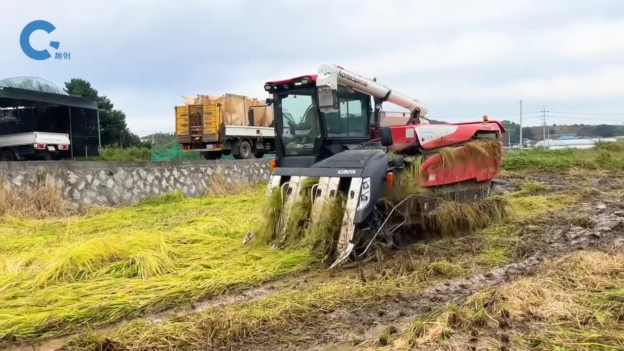 如何机械化收割倒伏水稻扶正后卷入机器内部筛网层层筛选谷物