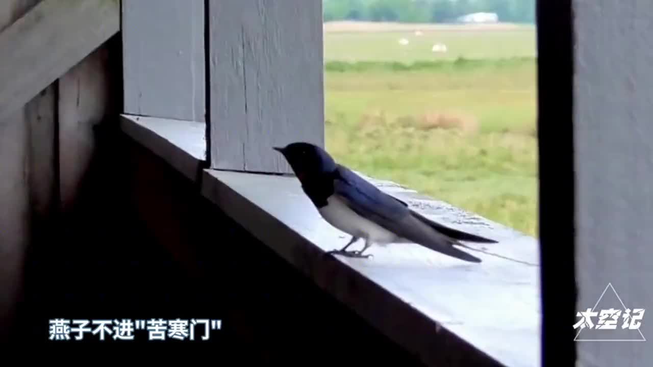 为何燕子不进苦寒门区分穷人和富人燕子们有何妙招
