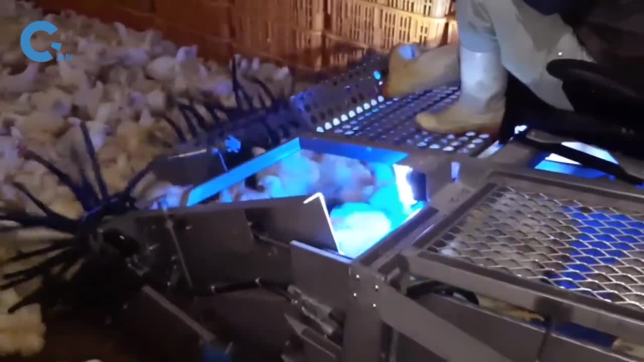 荷兰发明高效抓鸡机器1小时能抓9000只鸡