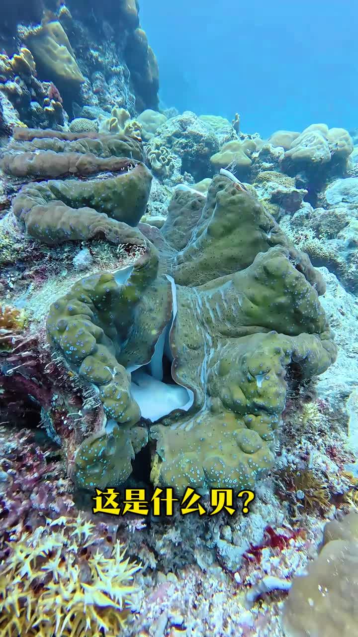 不同的母贝孕育不同的珍珠了解这11种珍贵的贝不定就捡到了