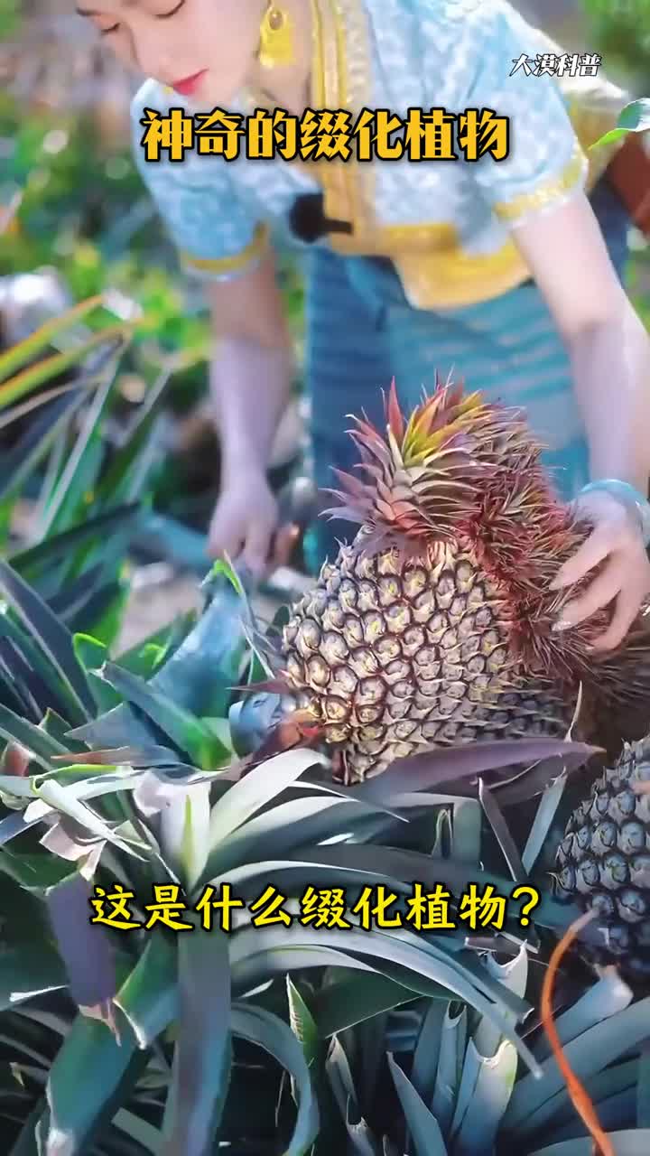 神奇的缀化植物你见过几种植物缀化后将获得超级加倍的身体缀化多么小众的词你听过吗