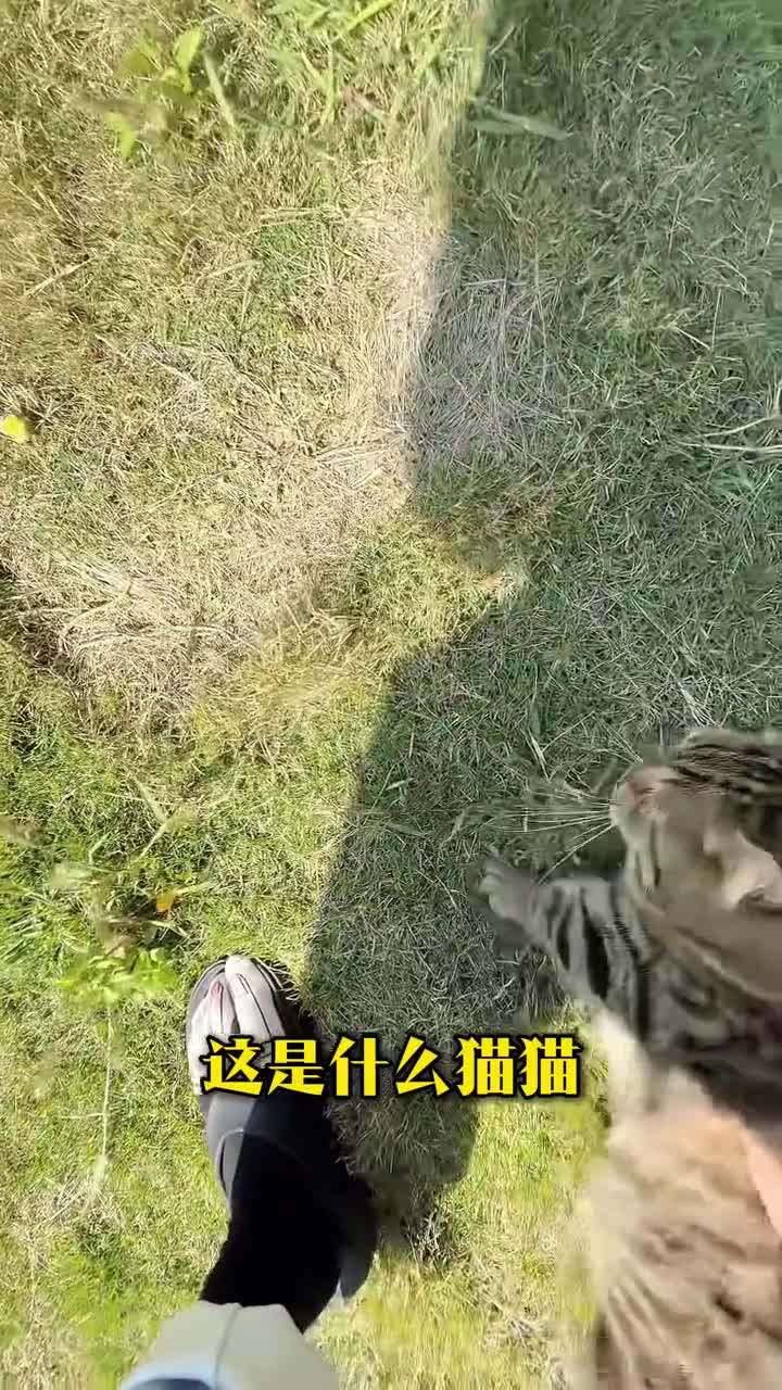 猫咪怎么可以这么可爱科普32种不同品种的猫来看看你认几种