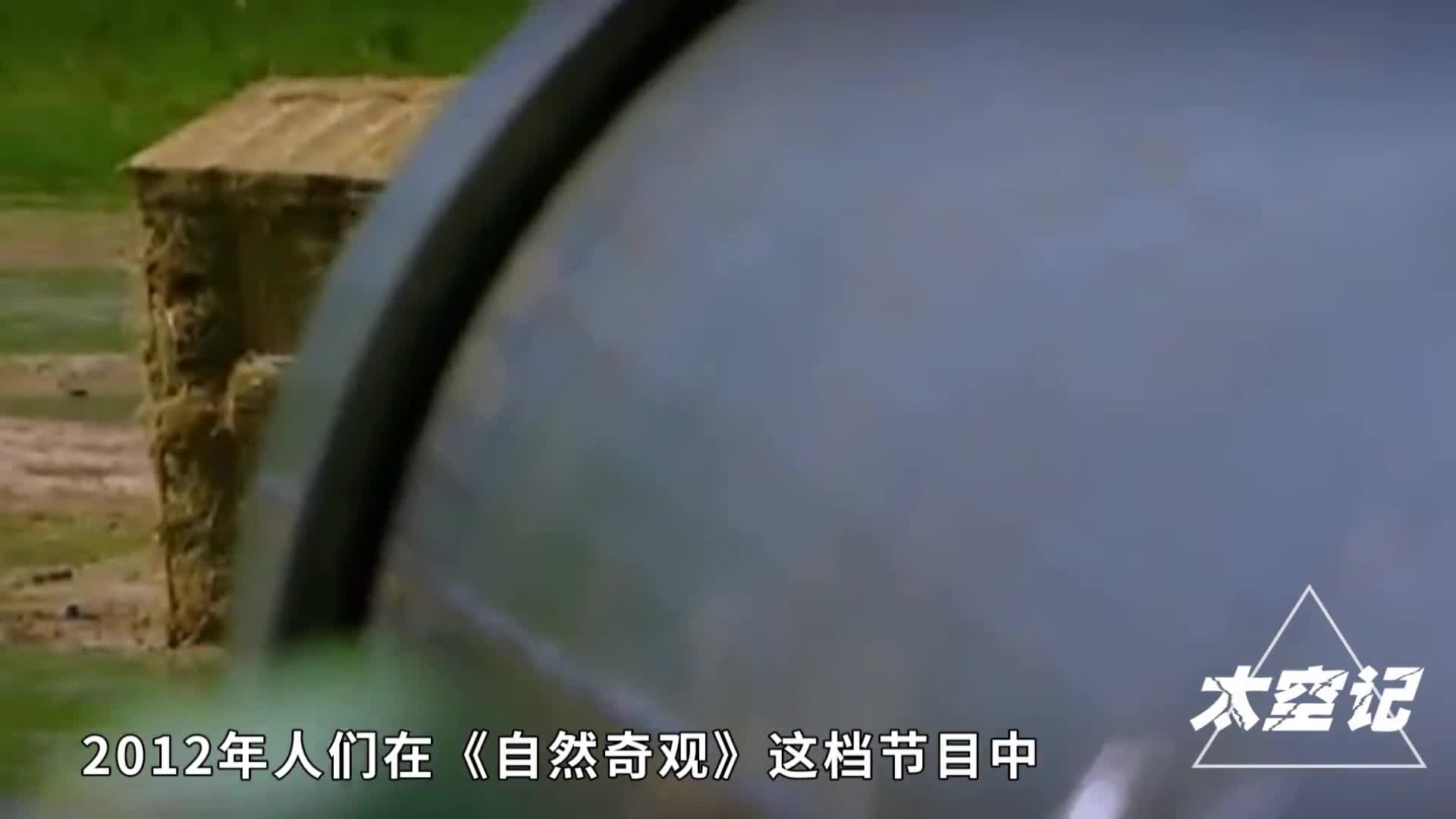 神奇的涡环现象海豚吐泡泡居然和原子弹的蘑菇云是一个原理