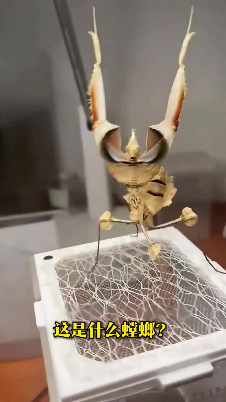 昆虫界的蛇蝎美人螳螂你见过几种大漠带你认识30种有趣螳螂