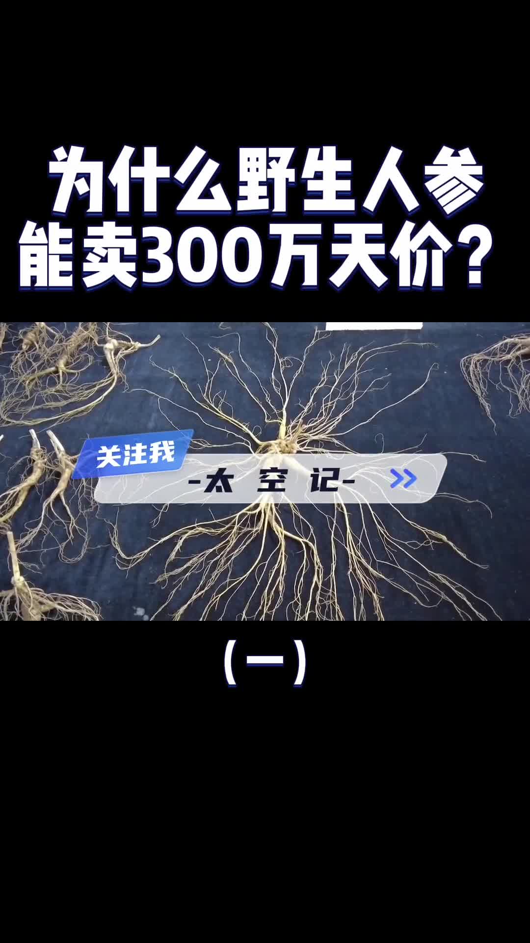 为什么野人参能卖300万天价而人工的论斤卖到底谁是智商税