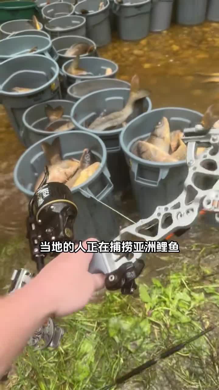 美国亚洲鲤鱼泛滥成灾上千条鲤鱼被当场垃圾处理