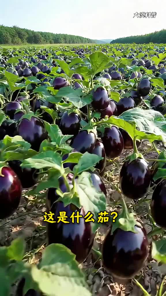 原来茄子可以这么可爱分享16种茄子看看你都吃过几种