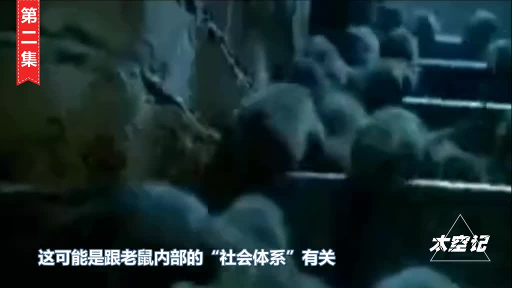 老鼠也会记仇吗真实案例科学分析告诉你真相