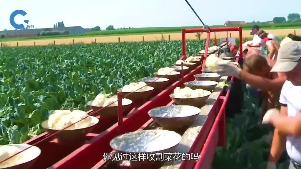 如何机械化收割菜花放到翻转式传送带上菜花会被直接切成小块