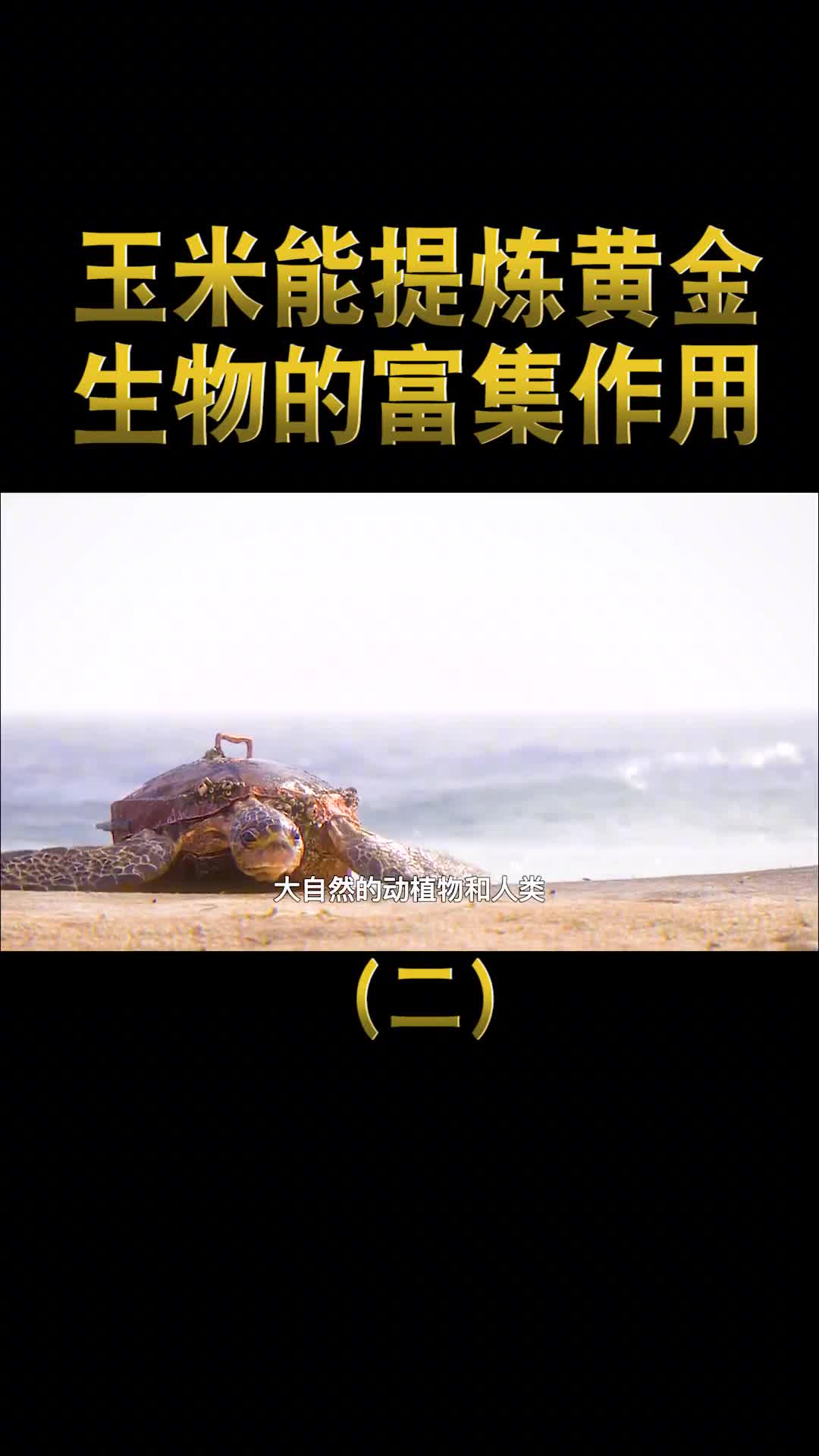 玉米中能提炼出黄金生物的富集作用到底隐藏了多少未知