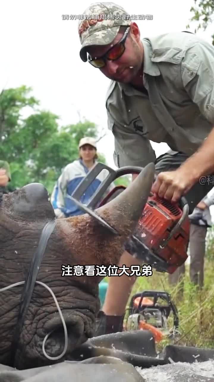 完整的犀牛角为什么要锯掉有什么目的