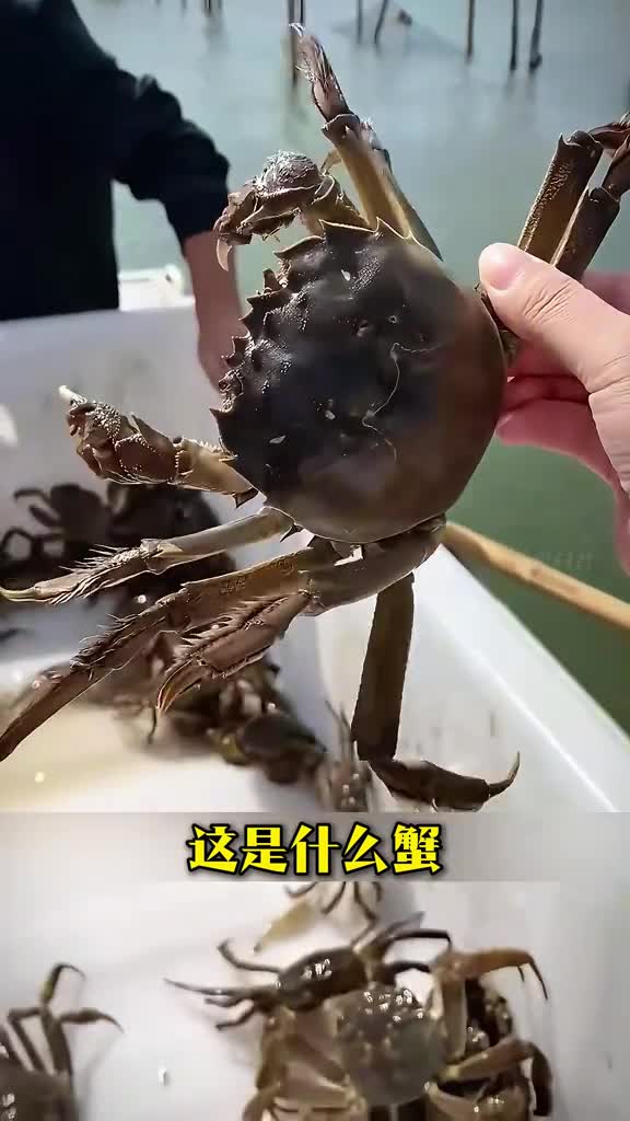 35种螃蟹有的超漂亮有的超好吃你吃过几种见过几种