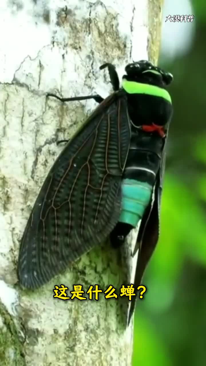 夏天到了到处都是蝉鸣声分享科普26种蝉看你认识几种
