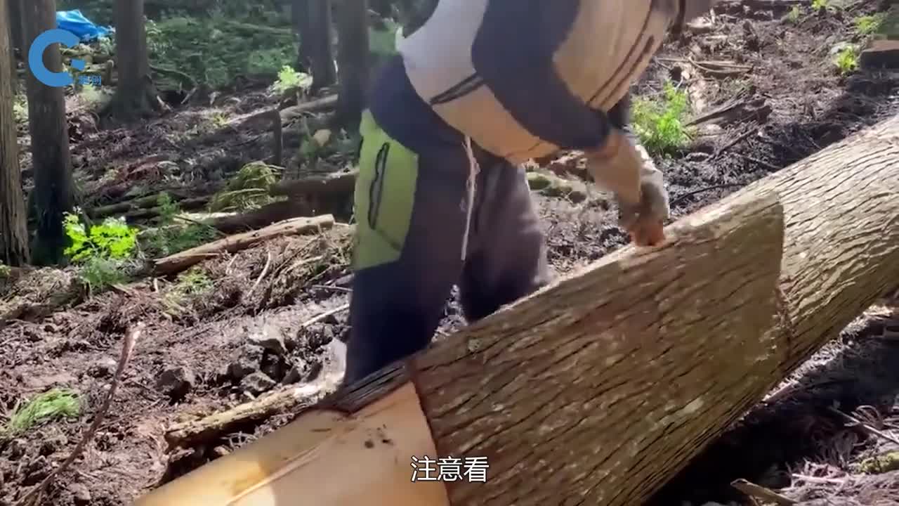 砍下来的杨树需要剥皮干什么用